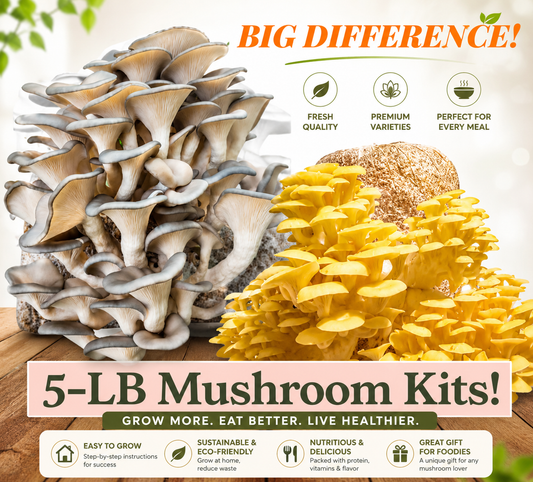 (TWO KITS!) Yellow Oyster & Blue Oyster All In One 5LB Mushroom Grow Kits