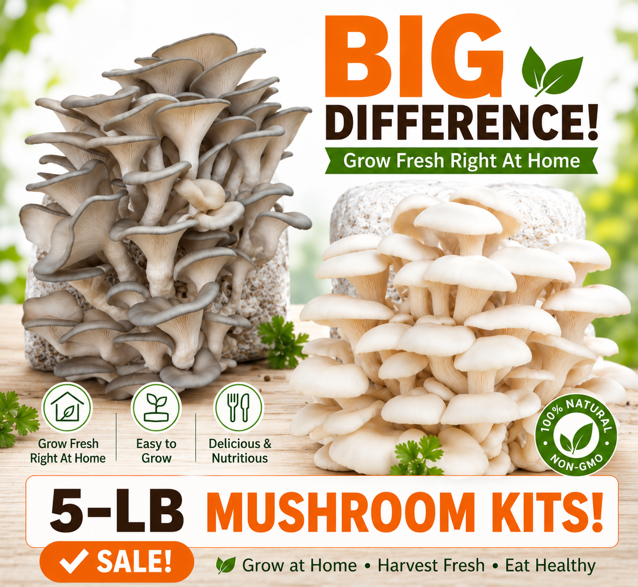 (TWO KITS!) Florida Oyster & Blue Oyster All In One 5LB Mushroom Grow Kit