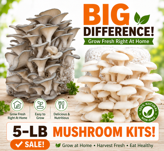 (TWO KITS!) Florida Oyster & Blue Oyster All In One 5LB Mushroom Grow Kit