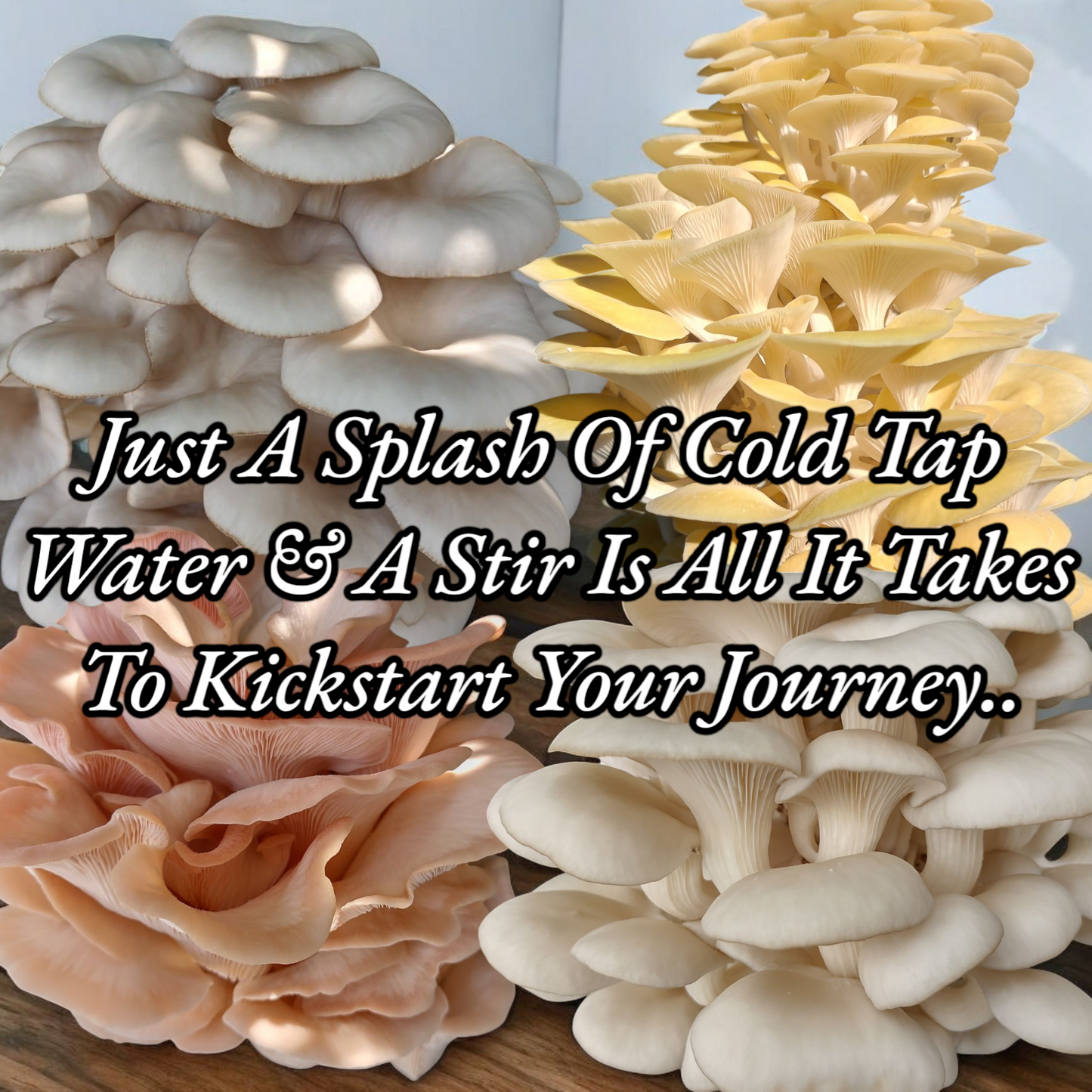 (FOUR KITS!)Yellow Oyster, Blue Oyster, Pink Oyster & Florida Oyster All In One 2LB Mushroom Grow Kits