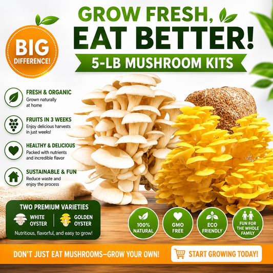 (TWO KITS!) Yellow Oyster & Florida Oyster All In One 5LB Mushroom Grow Kits