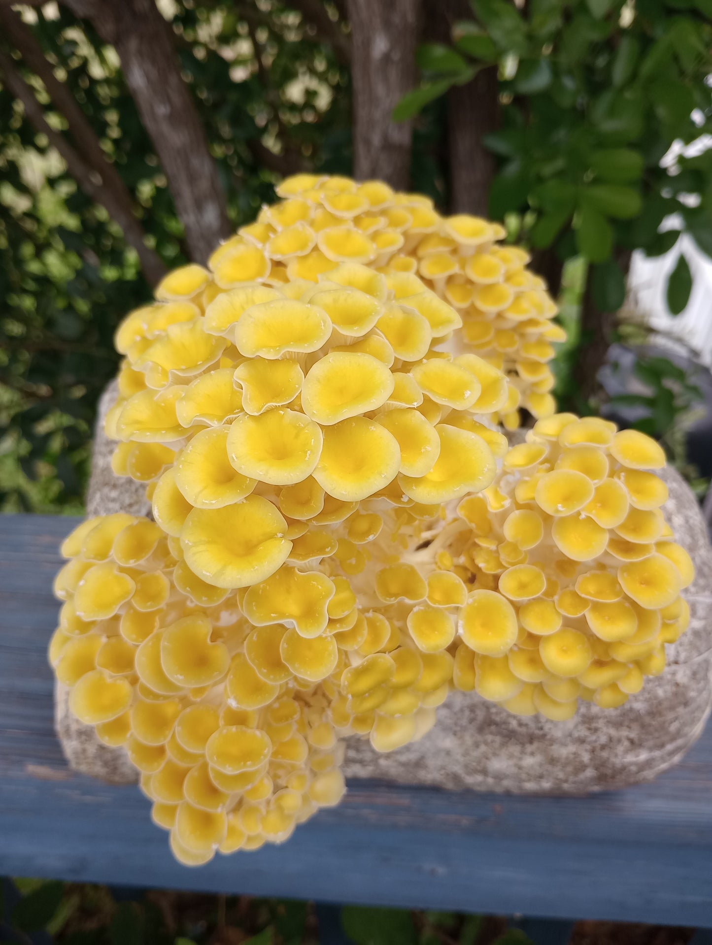 (TWO KITS!) Yellow Oyster & Blue Oyster All In One 5LB Mushroom Grow Kits